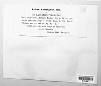 Lactifluus piperatus image